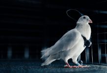 O companie rusească implantează cipuri în creierul porumbeilor pentru a transforma păsările în biodrone. Proiectul – susținut de oligarhi