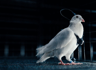 O companie rusească implantează cipuri în creierul porumbeilor pentru a transforma păsările în biodrone. Proiectul – susținut de oligarhi