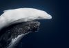 O imagine cu o balenă albă extrem de rară a câștigat marele premiu la World Nature Photography Awards