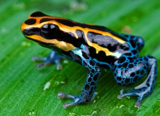 Ce este toxina de broască săgeată, presupus folosită pentru a-l ucide pe Alexei Navalnîi?