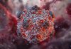 Focar de hantavirus pe un vas de croazieră: Al treilea cetățean britanic, suspect de infecție, anunță autoritățile
