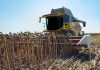 Experți ucraineni: România, cel mai mare producător din UE de floarea-soarelui, ar putea să aibă o producție mult sub așteptări
