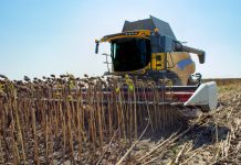 Experți ucraineni: România, cel mai mare producător din UE de floarea-soarelui, ar putea să aibă o producție mult sub așteptări