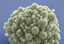 Biologii au creat de la zero o celulă artificială care poate crește și se poate reproduce singură. Înseamnă asta că „secretul vieții” a fost dezvăluit?
