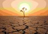 Un fenomen „super” El Niño ar putea provoca un șoc global al prețurilor alimentelor până în 2028, avertizează economiștii