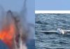 Șeful Forțelor Navale: Dronele neutralizate în zona Neptun Deep au fost rusești. România a distrus deja 159 de mine marine în Marea Neagră