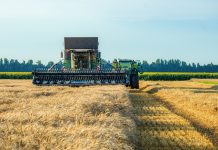 Seceta extremă lovește agricultura europeană: recolte prăbușite, producție mai mică de lapte și lipsă de furaje. Fermierii vorbesc despre o „criză istorică”