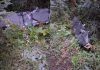 O dronă s-a prăbușit în România, lângă Solca, după ce a intrat prin Botoșani. A zburat patru minute în spațiul aerian național