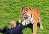 Un tigru a ucis un tânăr în Marea Britanie. Trump a reacționat cu un videoclip-parodie generat cu AI, în care apare alături de animal