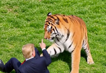 Un tigru a ucis un tânăr în Marea Britanie. Trump a reacționat cu un videoclip-parodie generat cu AI, în care apare alături de animal