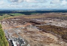 „Aroganță pură”: indignare în Finlanda după ce Google a tăiat ilegal 250.000 de copaci pentru construirea unui centru de date