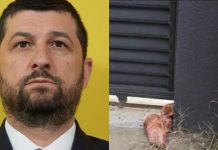 Răsturnare de situație în scandalul capului de porc de la poarta lui Marius Lulea. Un bărbat susține că totul a fost o înscenare